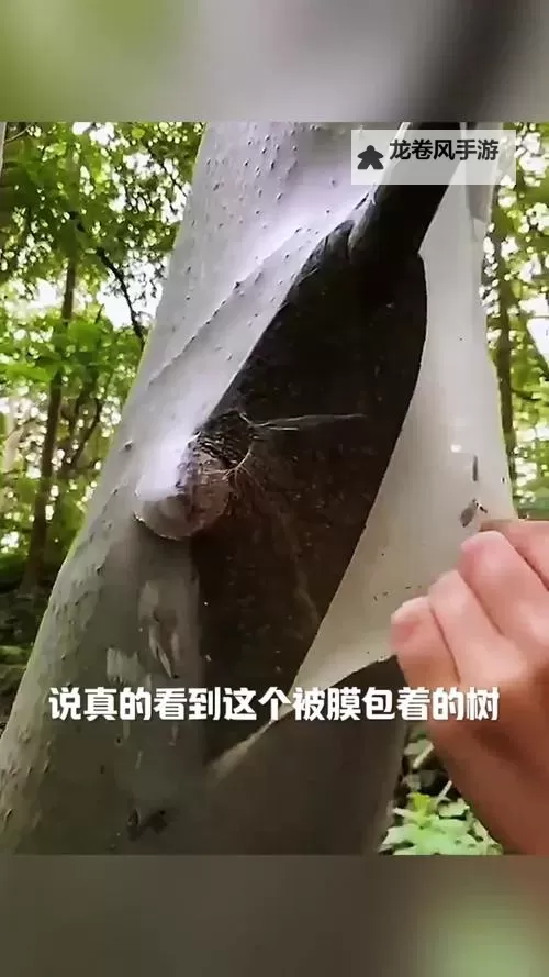 谜样的奇遇:有一根又黑又硬的蘑菇头引发的谜团图1