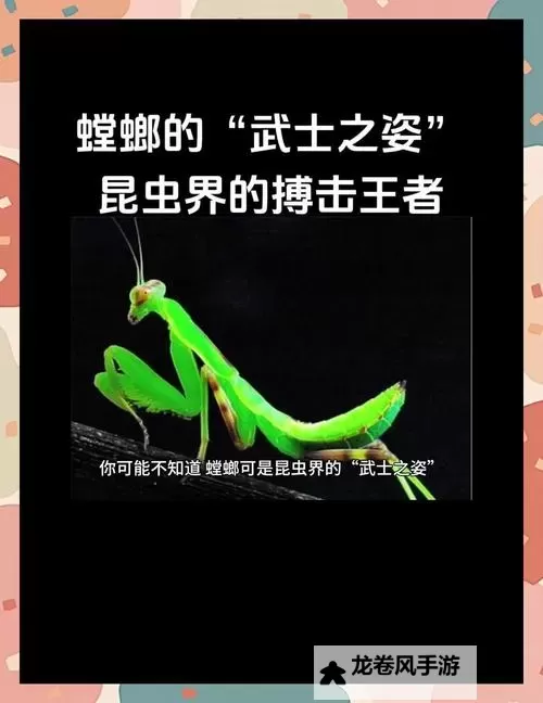 螳螂主点什么技能：揭秘螳螂的战斗与捕猎秘籍图1