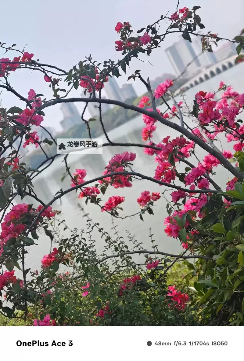 云樱蓝开红开:春日的梦幻交织图1