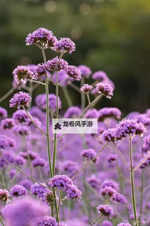 紫色大头昂扬挺拔：绘出生命的璀璨色彩图1