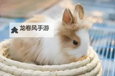 了解长毛兔养殖视频的详细技巧与实用指南图1