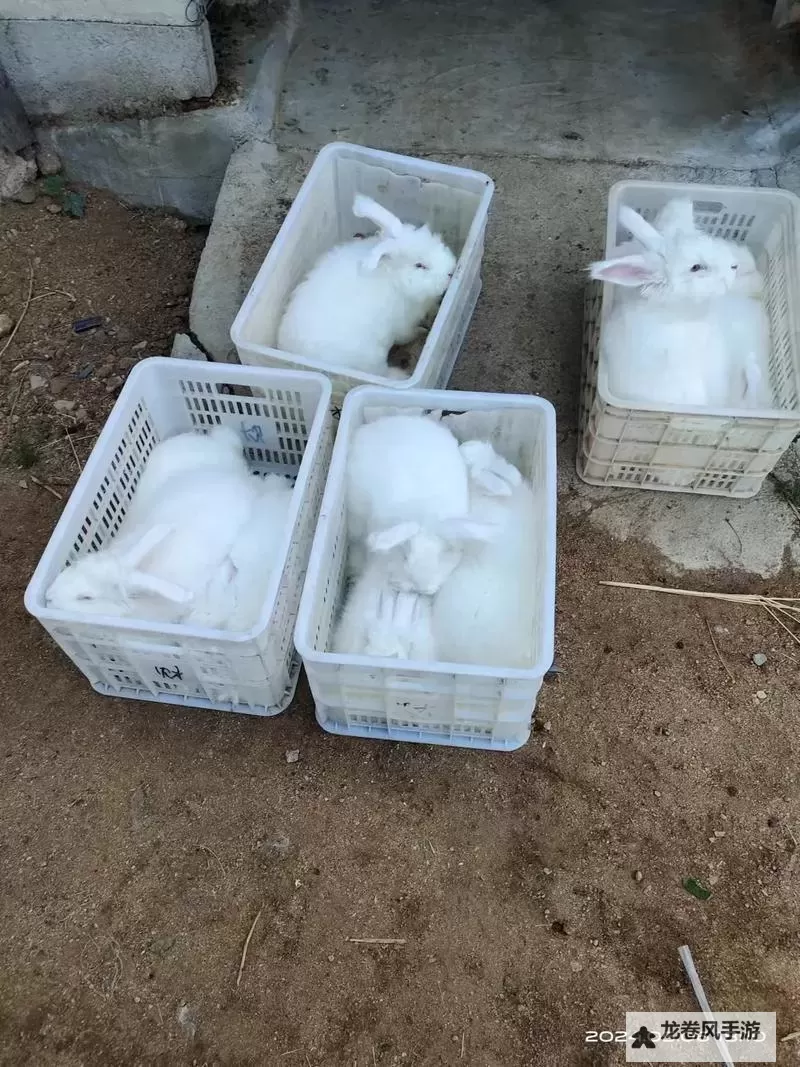 了解长毛兔养殖视频的详细技巧与实用指南图2