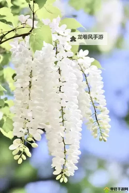 九月激情婷婷丁香:夏末秋初的芳香盛宴图1
