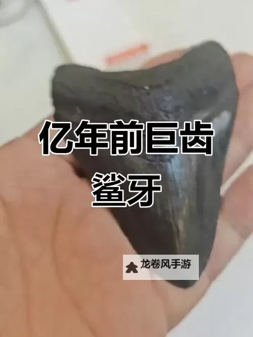 巨齿鲨牙齿化石:揭示史前海洋的恐怖巨兽图1