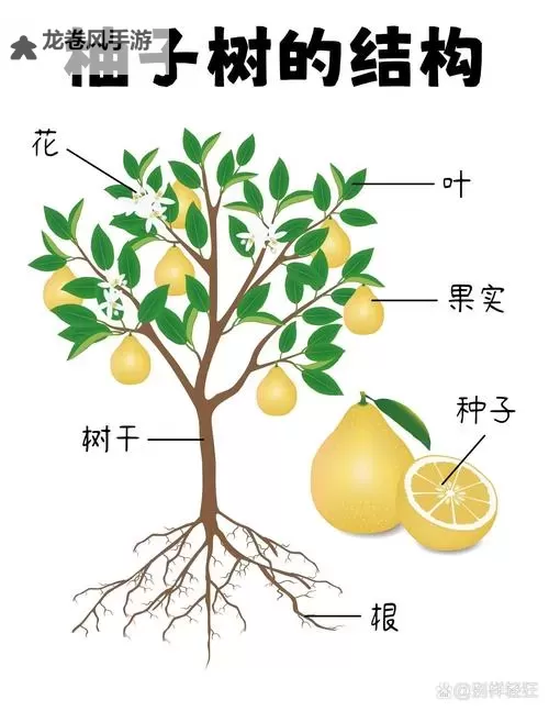 探索柚木Rio种子的生长原理与栽培技巧图2