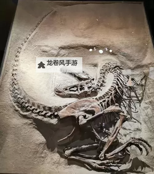 揭秘最完整的恐龙化石：揭示远古生物的终极秘密图1