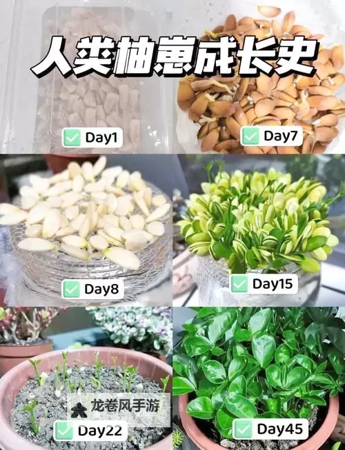 探索柚木Rio种子的生长原理与栽培技巧图1