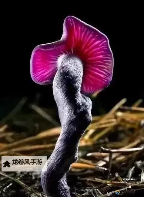 紫黑色蘑菇头顶开花缝:神秘的自然奇观揭秘图1