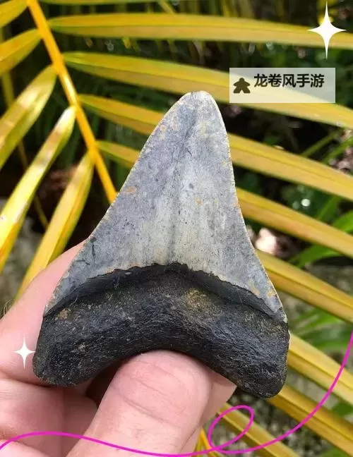 探索远古海洋秘密:巨齿鲨牙齿化石的奇幻之旅图1