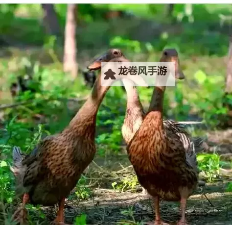 在东北，一切笨的东西都会被吃掉，见证“笨”也能被吞噬的奇迹图1