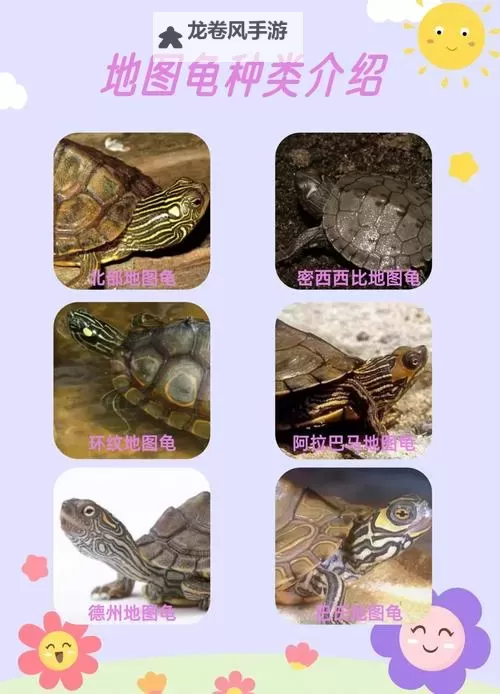 如何有效采取措施:怎么降低龟灵敏度的方法图1