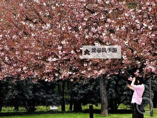 春暖花开映亚洲:影视作品中的春日美景与情感时光图1