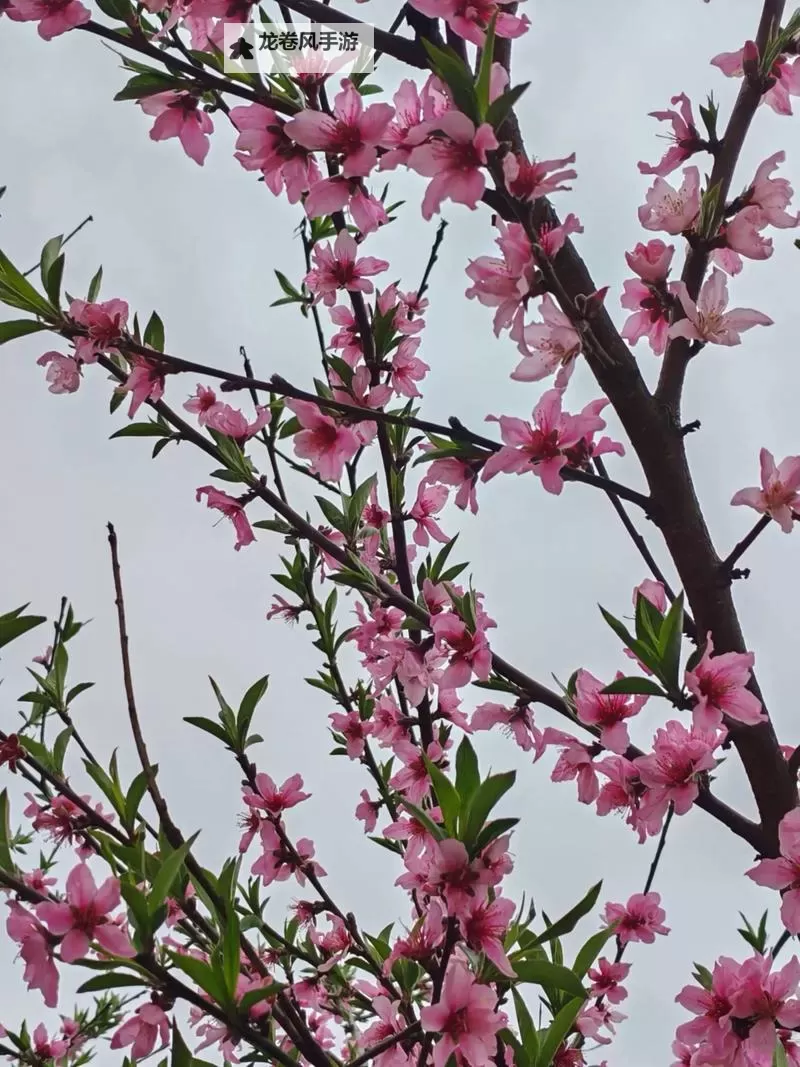 tanhuase：夜色下的花色纪事图1